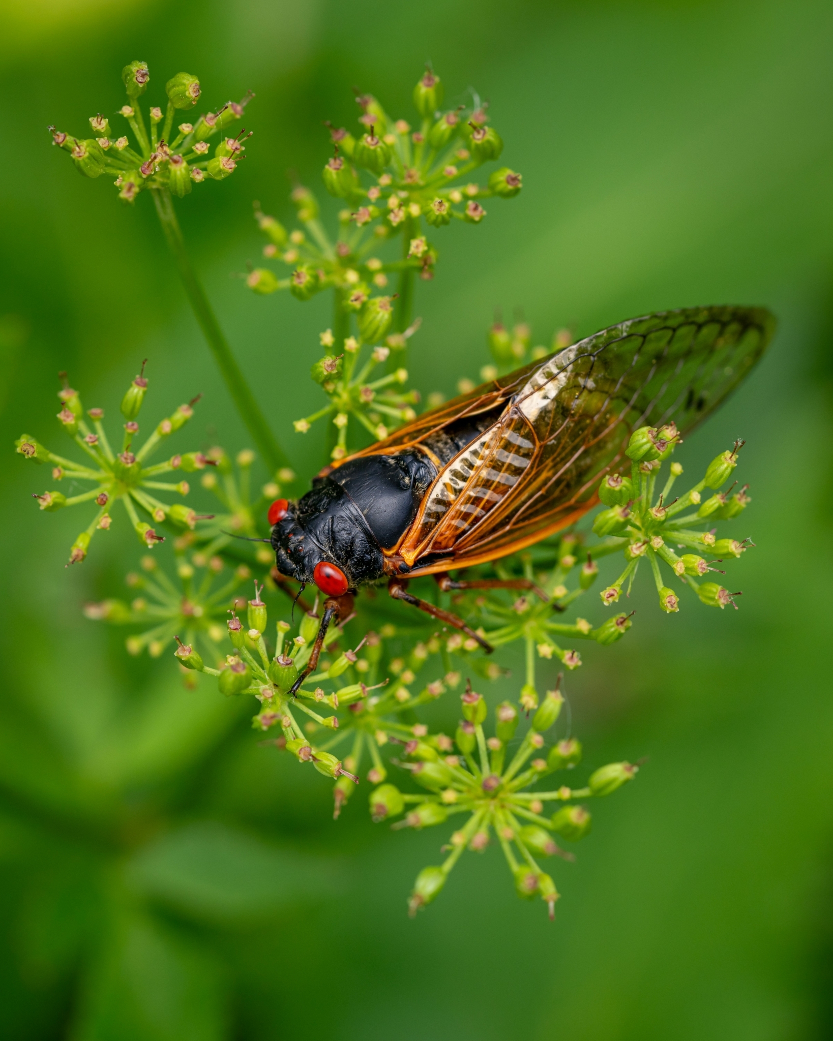 Jackie best m Bq Qcom CCI4 unsplash